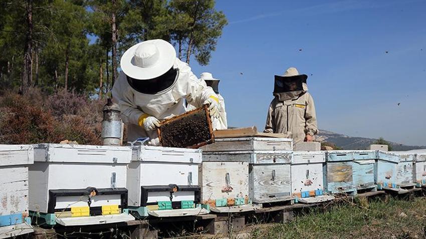 Dünya üretiminin yüzde 72'sini karşılıyor: Rekolte 20 bin tona ulaştı üreticilerin yüzü güldü!
