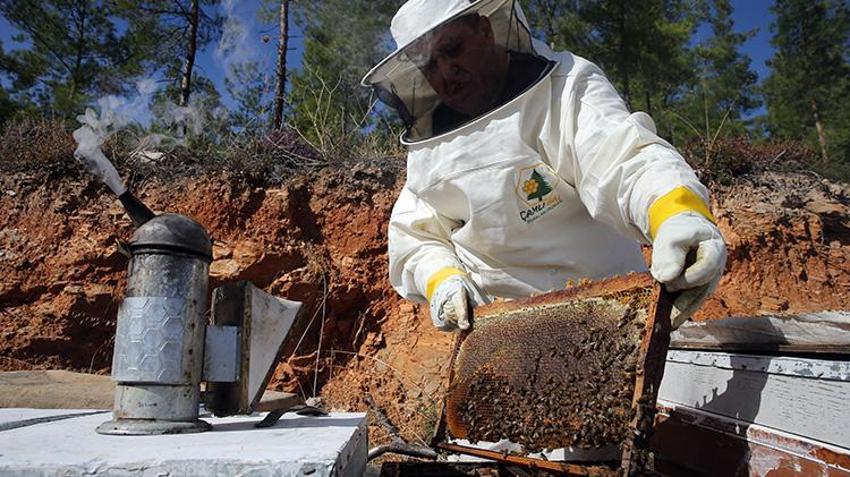 Dünya üretiminin yüzde 72'sini karşılıyor: Rekolte 20 bin tona ulaştı üreticilerin yüzü güldü!