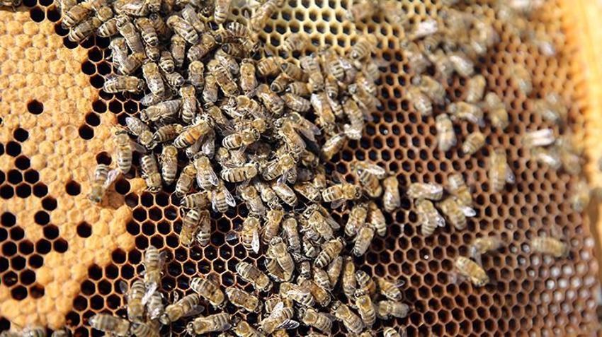 Dünya üretiminin yüzde 72'sini karşılıyor: Rekolte 20 bin tona ulaştı üreticilerin yüzü güldü!