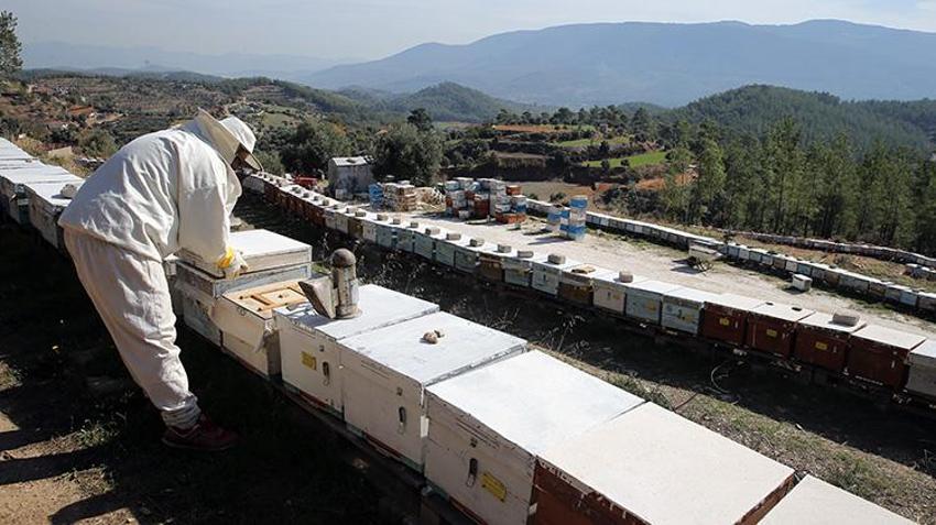 Dünya üretiminin yüzde 72'sini karşılıyor: Rekolte 20 bin tona ulaştı üreticilerin yüzü güldü!