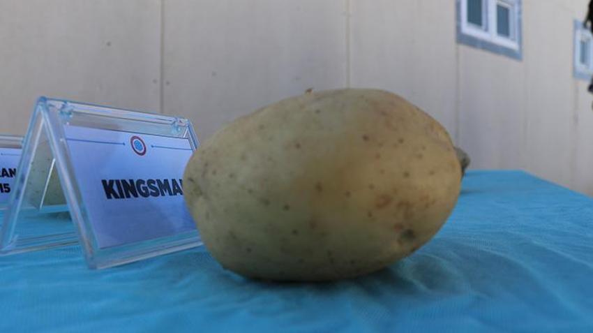 Sivas patates devrimi için düğmeye bastı! 11 ürün testten geçti, 'Üretim rekorları kırabilir!