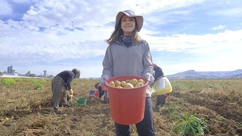 Sivas patates devrimi için düğmeye bastı! 11 ürün testten geçti, 'Üretim rekorları kırabilir!