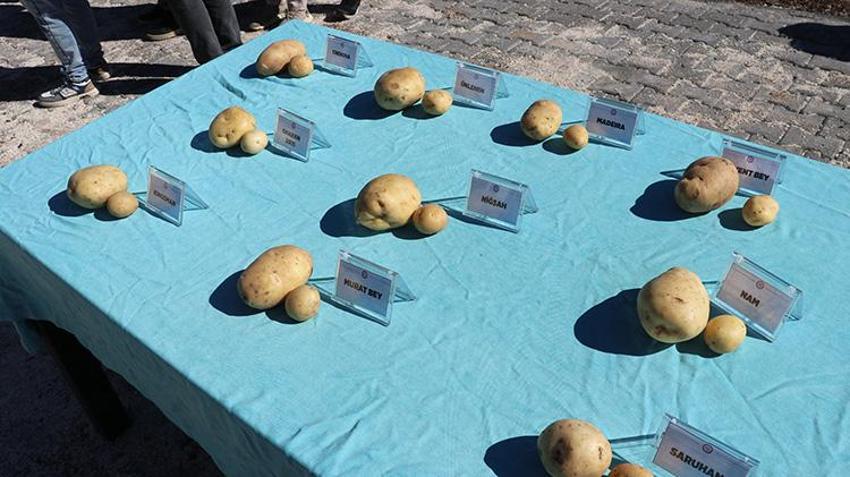Sivas patates devrimi için düğmeye bastı! 11 ürün testten geçti, 'Üretim rekorları kırabilir!