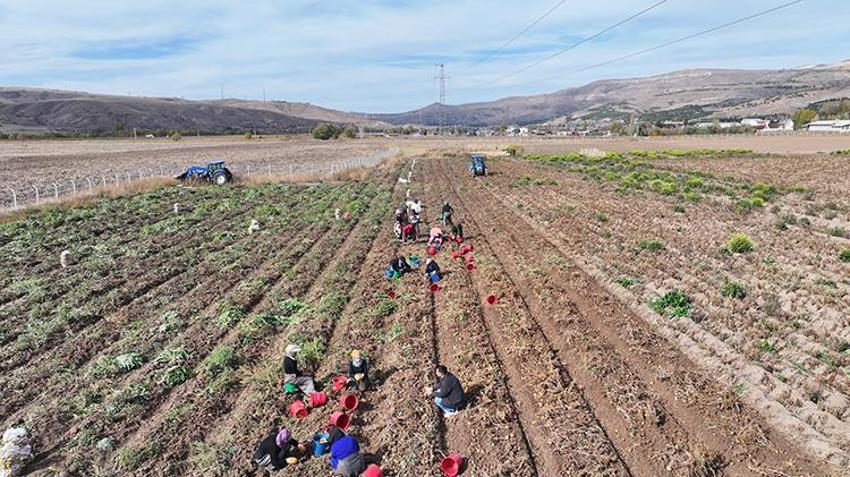 Sivas patates devrimi için düğmeye bastı! 11 ürün testten geçti, 'Üretim rekorları kırabilir!