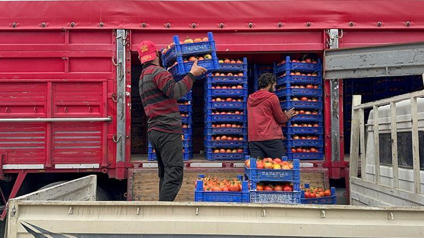 Isparta'da sıcak hava hasat sezonunu uzattı! Köyde işçi bulunamayınca köye göç başladı