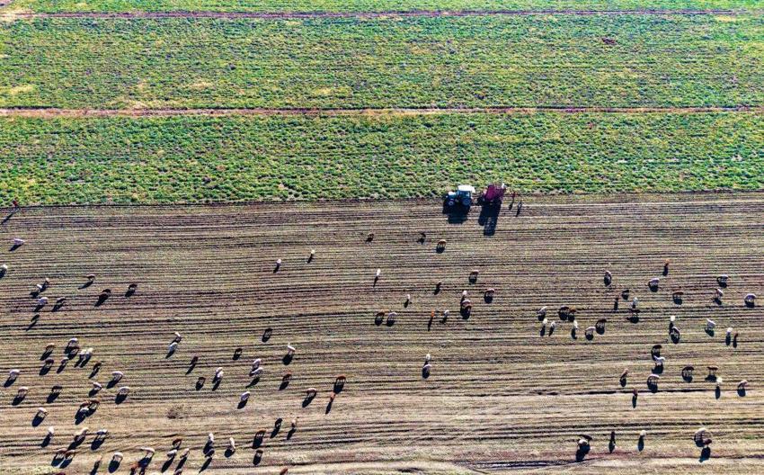 Muş Ovası'nda hasat başladı! Üretim rekoru kırıldı: Bölge ekonomisine can veriyor