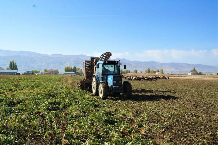 Muş Ovası'nda hasat başladı! Üretim rekoru kırıldı: Bölge ekonomisine can veriyor