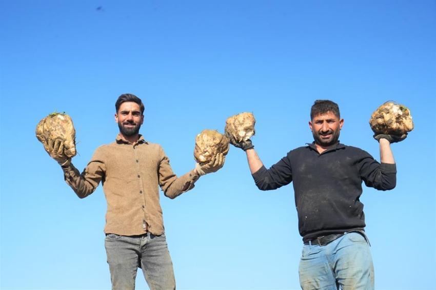 Muş Ovası'nda hasat başladı! Üretim rekoru kırıldı: Bölge ekonomisine can veriyor