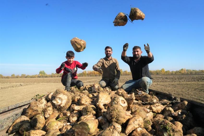 Muş Ovası'nda hasat başladı! Üretim rekoru kırıldı: Bölge ekonomisine can veriyor