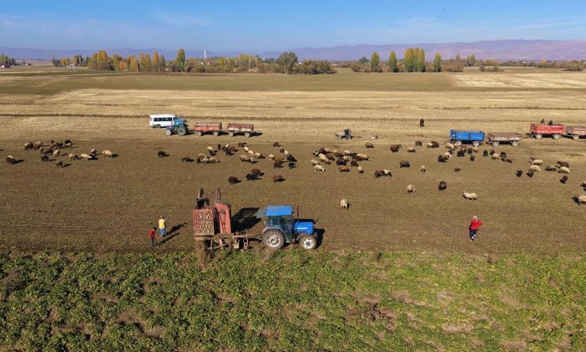 Muş Ovası'nda hasat başladı! Üretim rekoru kırıldı: Bölge ekonomisine can veriyor