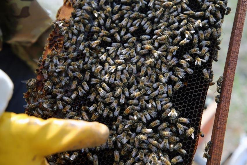 Doğunun en büyük ikinci üretisi Bingöl'de arıcılara yüzde 75 hibe ile 435 arı kovanı dağıtıldı