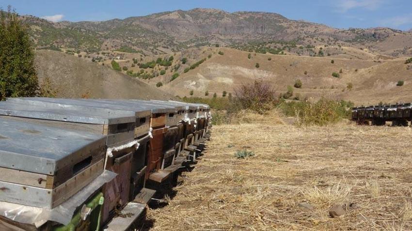 Doğunun en büyük ikinci üretisi Bingöl'de arıcılara yüzde 75 hibe ile 435 arı kovanı dağıtıldı