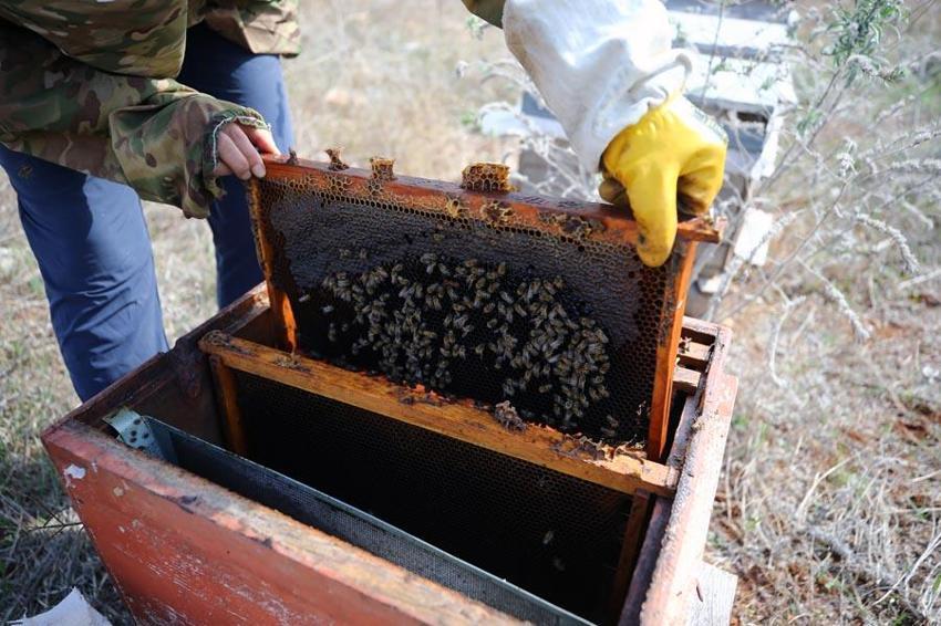 Doğunun en büyük ikinci üretisi Bingöl'de arıcılara yüzde 75 hibe ile 435 arı kovanı dağıtıldı