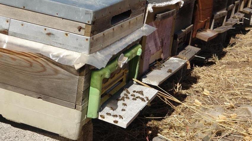 Doğunun en büyük ikinci üretisi Bingöl'de arıcılara yüzde 75 hibe ile 435 arı kovanı dağıtıldı