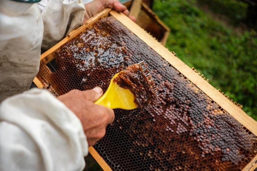Doğunun en büyük ikinci üretisi Bingöl'de arıcılara yüzde 75 hibe ile 435 arı kovanı dağıtıldı
