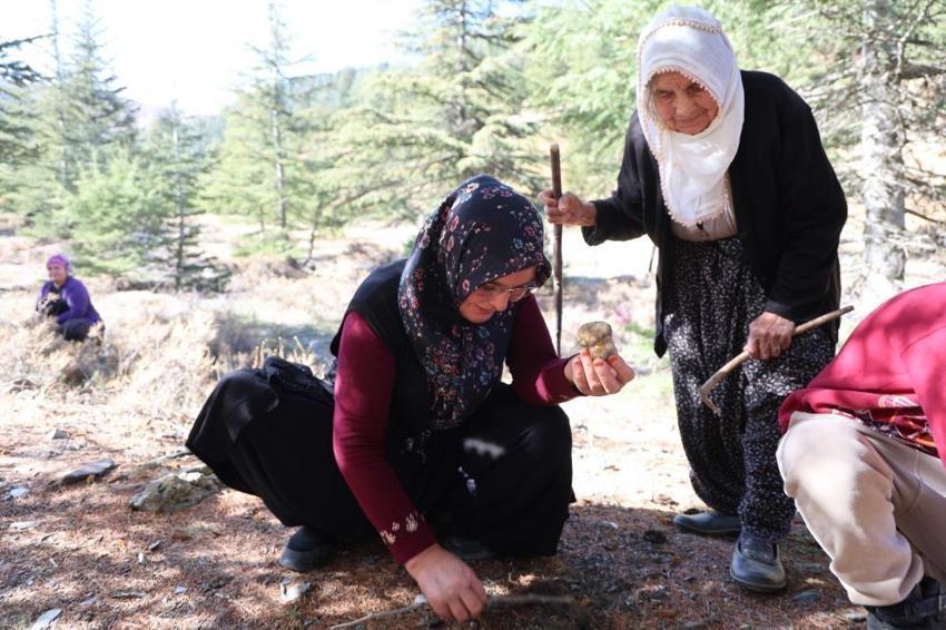 Adana'da köylüler fiyatı etle yarışan bu ürünün peşinde! Sabah ezanıyla ormanın yolunu tutuyorlar: Japonya'ya satılıyor