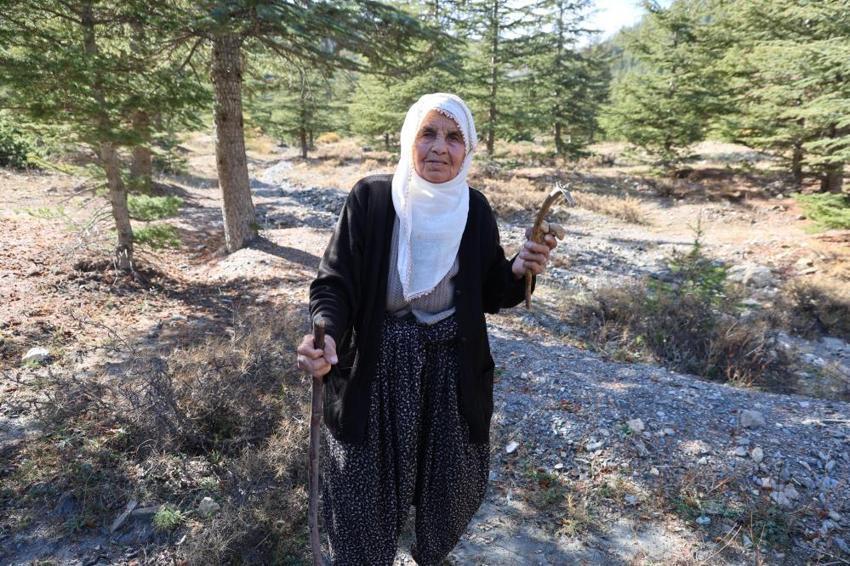 Adana'da köylüler fiyatı etle yarışan bu ürünün peşinde! Sabah ezanıyla ormanın yolunu tutuyorlar: Japonya'ya satılıyor