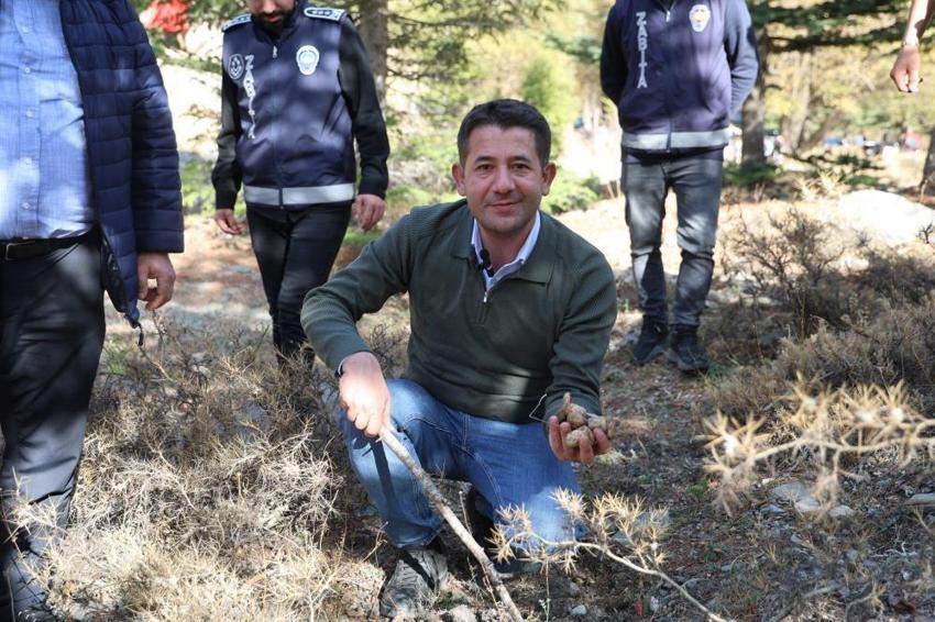 Adana'da köylüler fiyatı etle yarışan bu ürünün peşinde! Sabah ezanıyla ormanın yolunu tutuyorlar: Japonya'ya satılıyor
