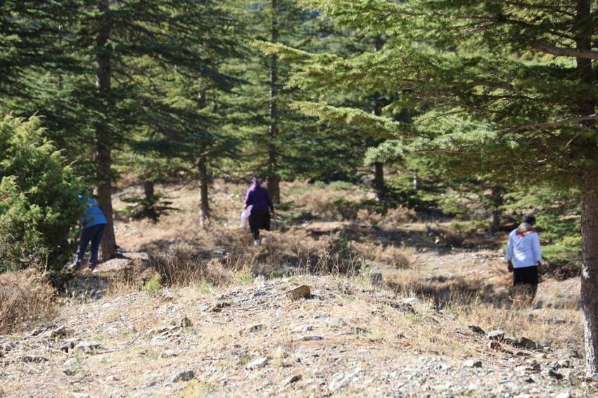 Adana'da köylüler fiyatı etle yarışan bu ürünün peşinde! Sabah ezanıyla ormanın yolunu tutuyorlar: Japonya'ya satılıyor