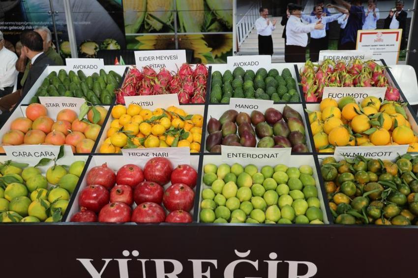 Adana Tarım Fuarı'nda tropikal meyveleri görenler gözlerine inanamadı! Artık ejder meyvesi ve mango yetiştiriliyor