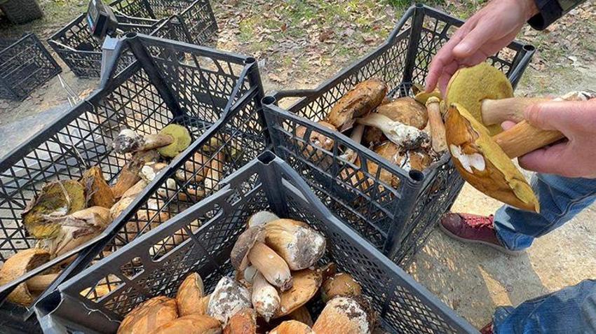 Istranca Ormanları'nda en kötü sezonu yaşanıyor! Kuraklık vurdu, fiyatı 500 TL'yi buldu: 'Geçen senenin yüzde 1'i bile yok'