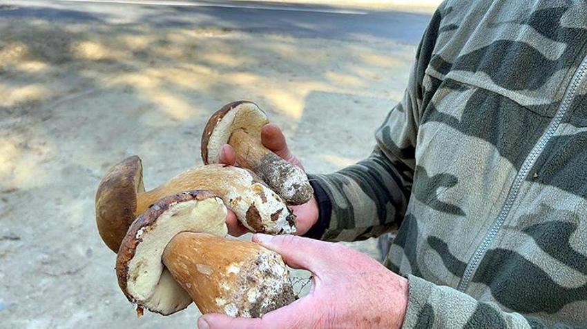 Istranca Ormanları'nda en kötü sezonu yaşanıyor! Kuraklık vurdu, fiyatı 500 TL'yi buldu: 'Geçen senenin yüzde 1'i bile yok'