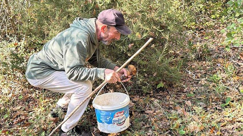 Istranca Ormanları'nda en kötü sezonu yaşanıyor! Kuraklık vurdu, fiyatı 500 TL'yi buldu: 'Geçen senenin yüzde 1'i bile yok'