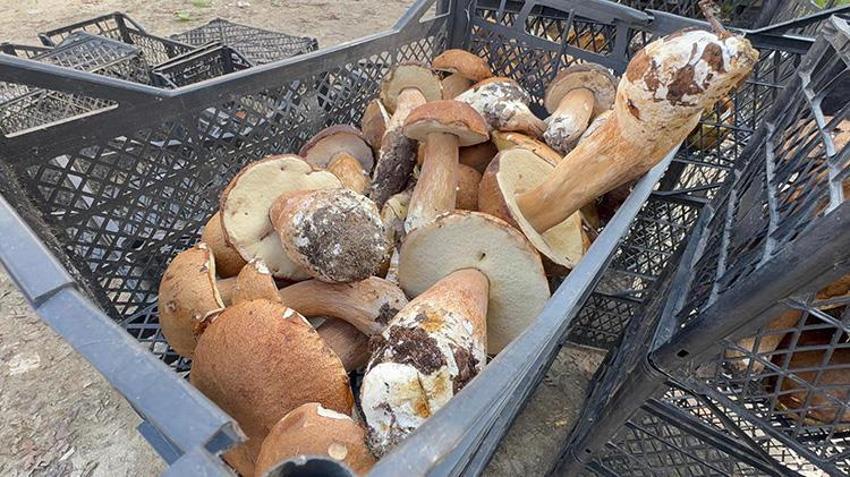 Istranca Ormanları'nda en kötü sezonu yaşanıyor! Kuraklık vurdu, fiyatı 500 TL'yi buldu: 'Geçen senenin yüzde 1'i bile yok'