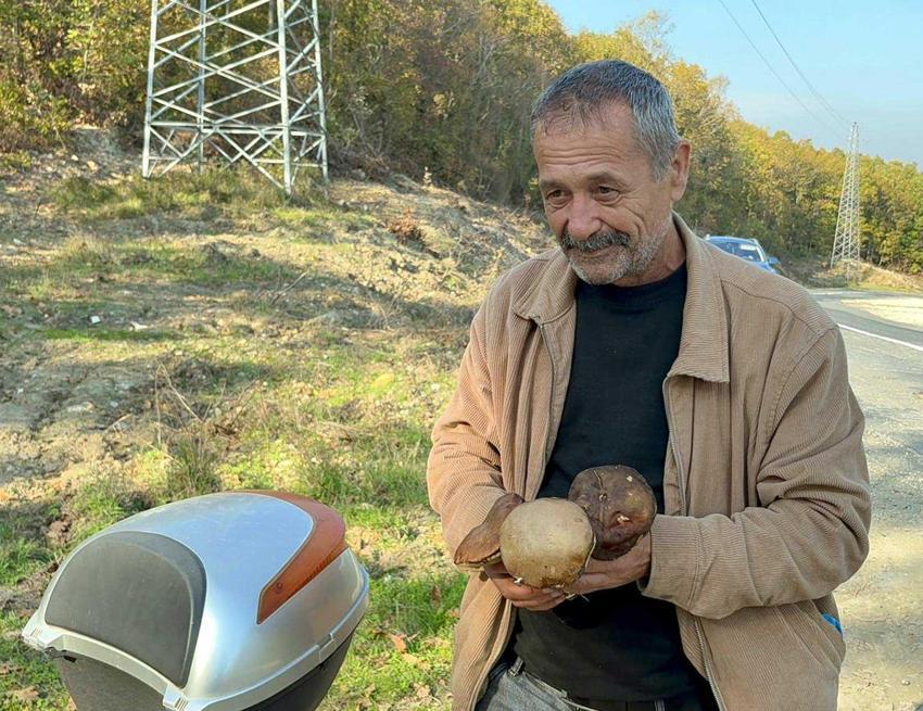 Istranca Ormanları'nda en kötü sezonu yaşanıyor! Kuraklık vurdu, fiyatı 500 TL'yi buldu: 'Geçen senenin yüzde 1'i bile yok'