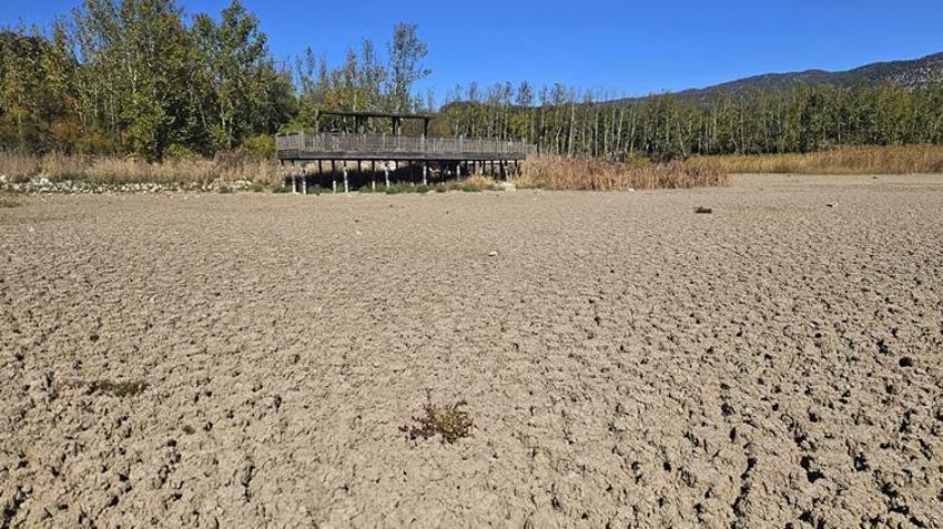 Türkiye'nin en değerli alanlarından biriydi! Kovada Gölü'nde büyük tehlike: Bir bir yok oluyorlar