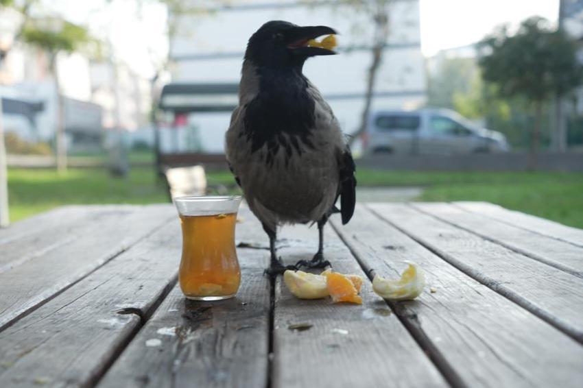 Otobüs kaptanıyla karganın 2,5 yıllık inanılmaz dostluğu! Şakir adını verdiği karga market alışverişini kendi yapıyor, çay içiyor!