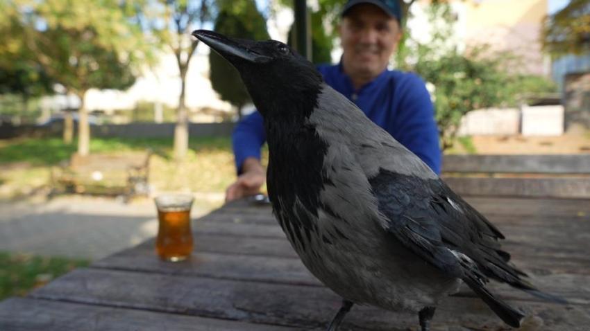 Otobüs kaptanıyla karganın 2,5 yıllık inanılmaz dostluğu! Şakir adını verdiği karga market alışverişini kendi yapıyor, çay içiyor!