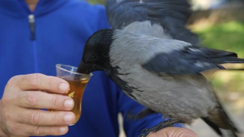Otobüs kaptanıyla karganın 2,5 yıllık inanılmaz dostluğu! Şakir adını verdiği karga market alışverişini kendi yapıyor, çay içiyor!