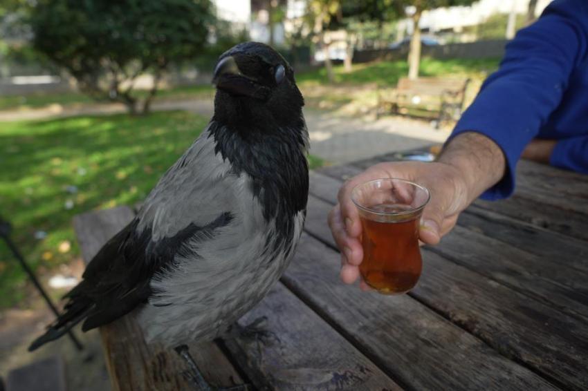 Otobüs kaptanıyla karganın 2,5 yıllık inanılmaz dostluğu! Şakir adını verdiği karga market alışverişini kendi yapıyor, çay içiyor!
