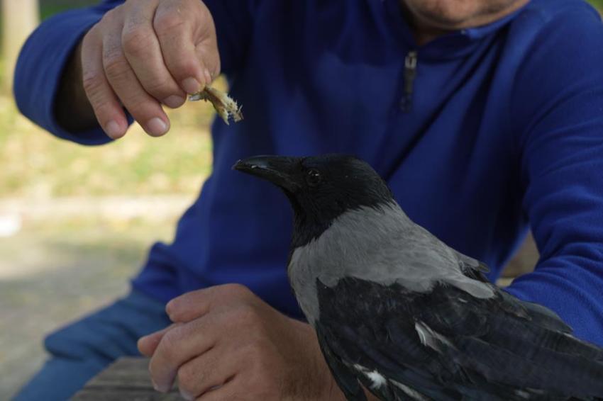 Otobüs kaptanıyla karganın 2,5 yıllık inanılmaz dostluğu! Şakir adını verdiği karga market alışverişini kendi yapıyor, çay içiyor!