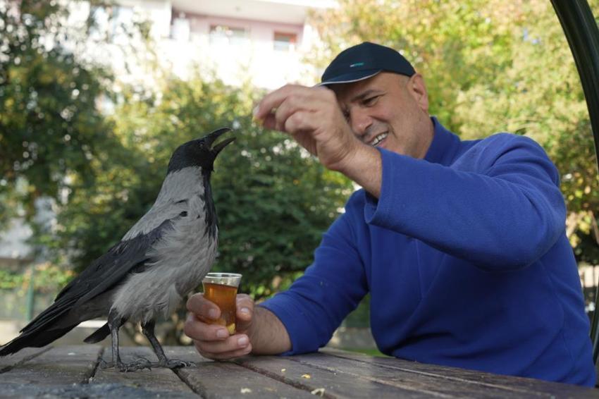 Otobüs kaptanıyla karganın 2,5 yıllık inanılmaz dostluğu! Şakir adını verdiği karga market alışverişini kendi yapıyor, çay içiyor!