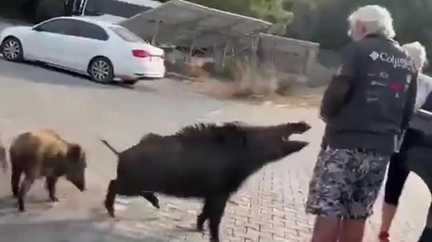 Kuşadası'nda şok görüntüler! Elinden ekmek kapmak isteyen yaban domuzu turistin kolunu ısırdı