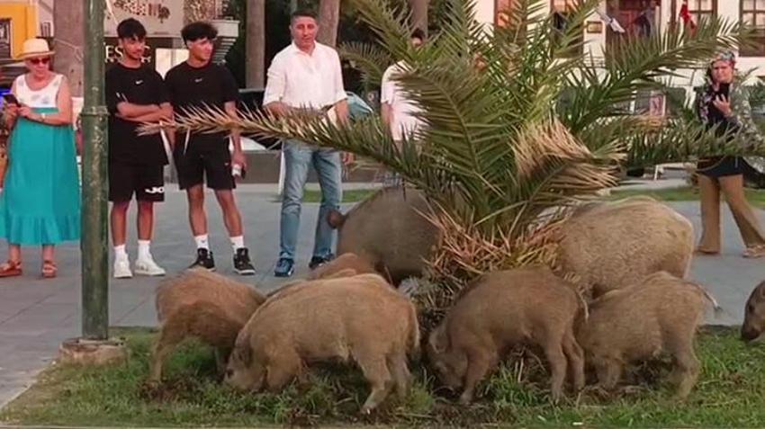 Kuşadası'nda şok görüntüler! Elinden ekmek kapmak isteyen yaban domuzu turistin kolunu ısırdı