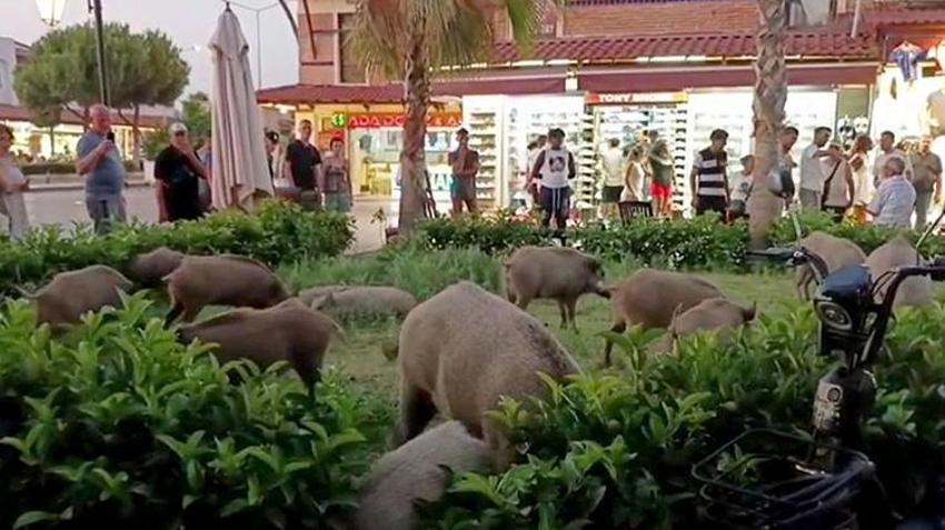 Kuşadası'nda şok görüntüler! Elinden ekmek kapmak isteyen yaban domuzu turistin kolunu ısırdı