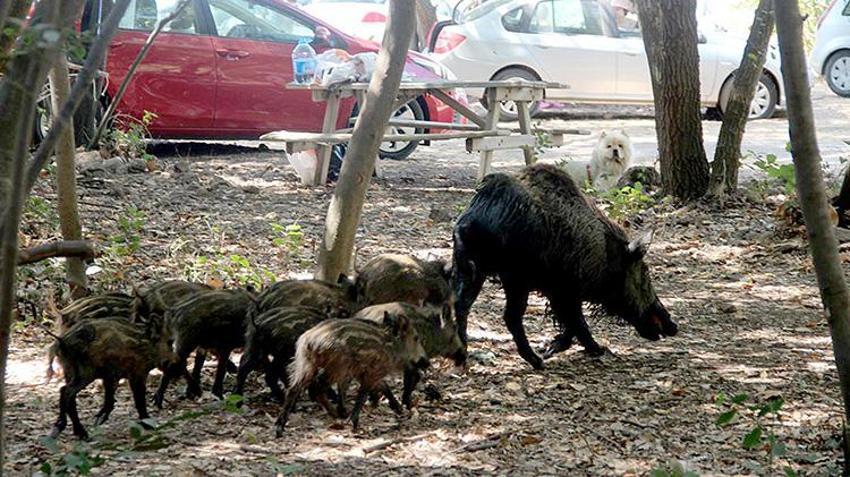 Kuşadası'nda şok görüntüler! Elinden ekmek kapmak isteyen yaban domuzu turistin kolunu ısırdı