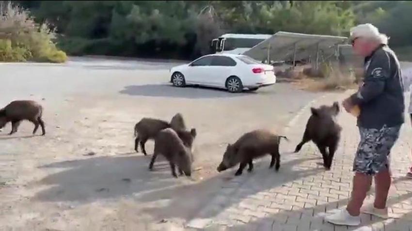 Kuşadası'nda şok görüntüler! Elinden ekmek kapmak isteyen yaban domuzu turistin kolunu ısırdı