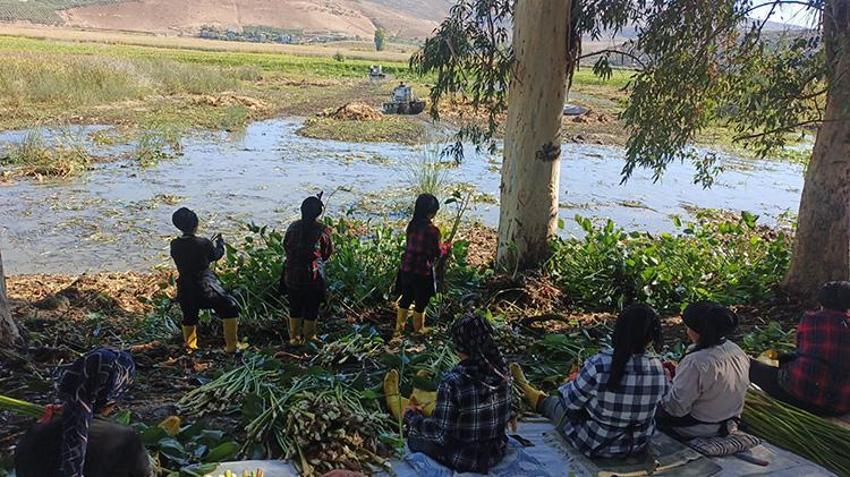 Asi Nehri'ni kaplayan istilacı Su Sümbülleri, Hataylı kadınların elinde sanata dönüşüyor: Gölbaşı Gölü temizliği için kritik proje!