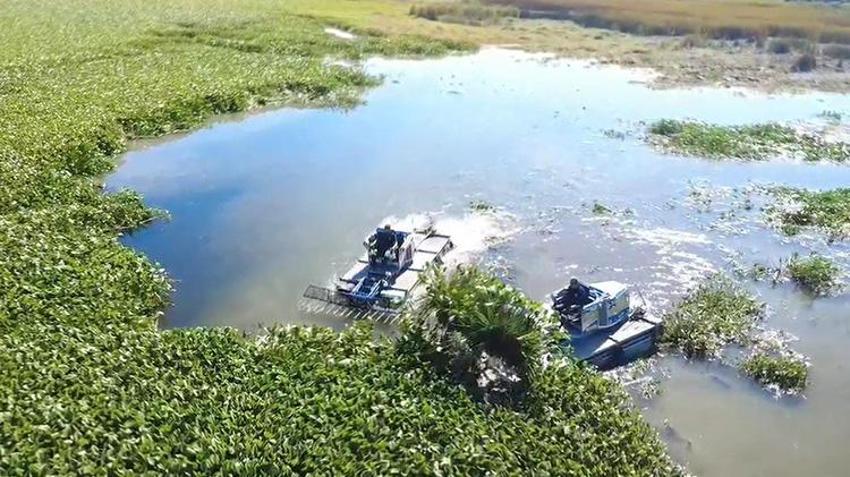 Asi Nehri'ni kaplayan istilacı Su Sümbülleri, Hataylı kadınların elinde sanata dönüşüyor: Gölbaşı Gölü temizliği için kritik proje!