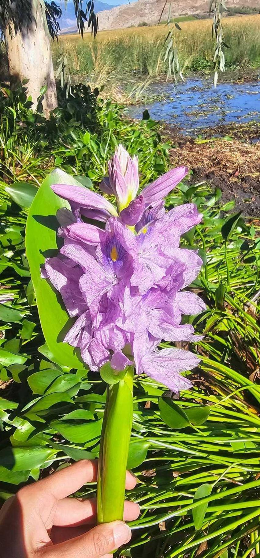 Asi Nehri'ni kaplayan istilacı Su Sümbülleri, Hataylı kadınların elinde sanata dönüşüyor: Gölbaşı Gölü temizliği için kritik proje!