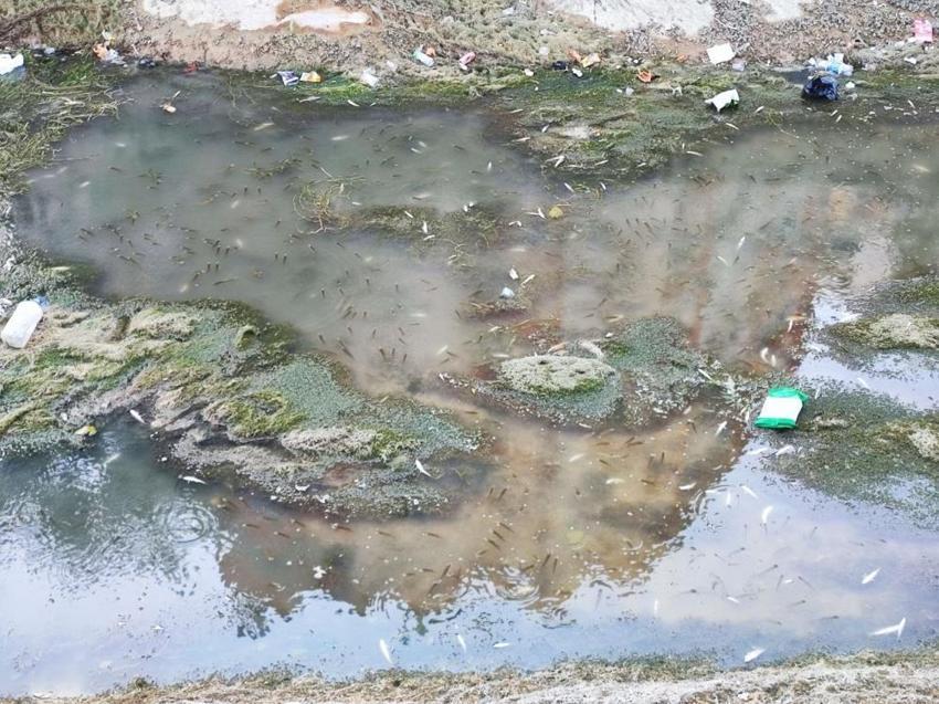 Adana'da sulama kanalında yüzlerce balık telef oldu: Vatandaşlar isyan etti: 'Kanalda benden başka her şey var!'