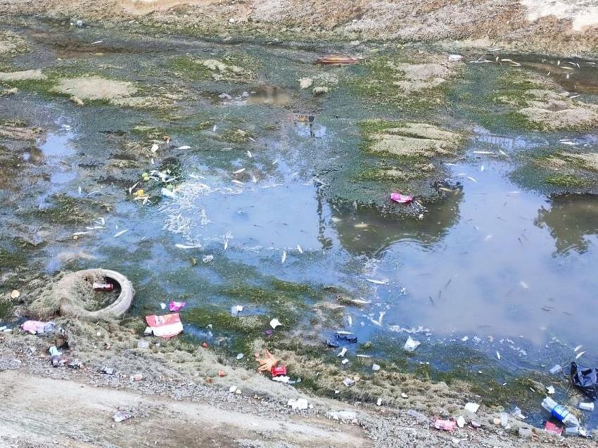 Adana'da sulama kanalında yüzlerce balık telef oldu: Vatandaşlar isyan etti: 'Kanalda benden başka her şey var!'