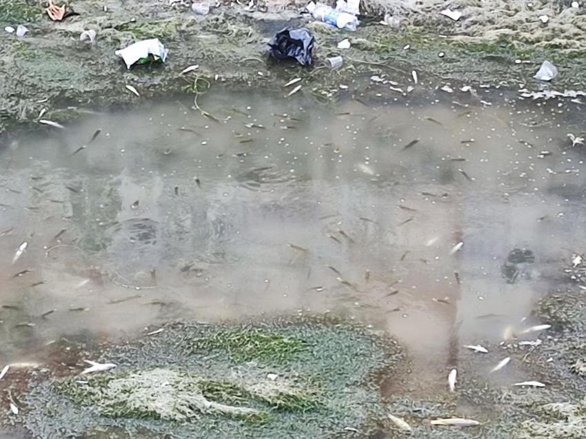 Adana'da sulama kanalında yüzlerce balık telef oldu: Vatandaşlar isyan etti: 'Kanalda benden başka her şey var!'