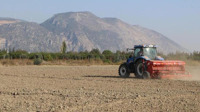 Aydın'da bu yıl ilk kez ekilecek! Hasat sonrası ücretsiz dağıtılacak