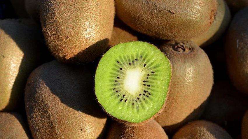 Samsun'da hasat başladı! Gramı 90 liradan satılıyor: Fiyatlar yüzde yüz arttı