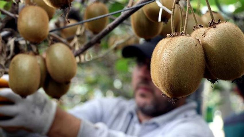 Samsun'da hasat başladı! Gramı 90 liradan satılıyor: Fiyatlar yüzde yüz arttı